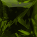 Color Dark Yellowish Green